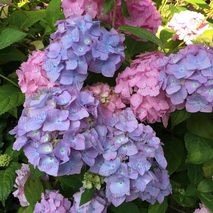 Hydrangea macrophylla Bouquet Rose