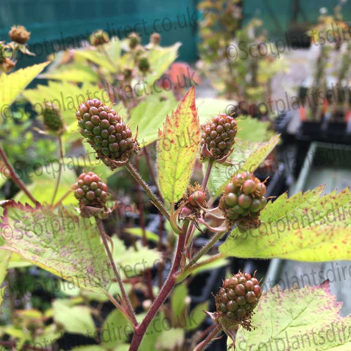 Boysenberry - Thornless 40/60cm Pot Grown (Rubus ursinus x ideaus)