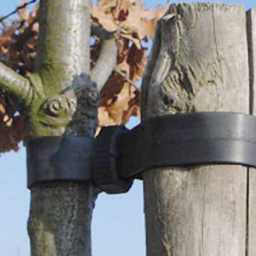 Tree Buckles 60cm