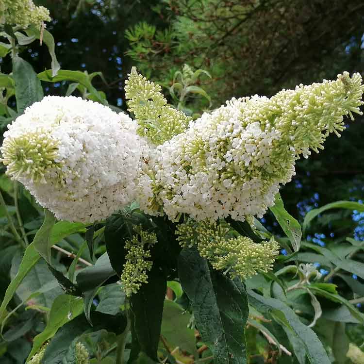 Buddleja White Profusion Bouquet Butterfly Bush