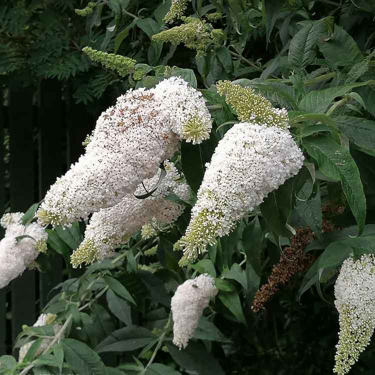 Buddleja White Profusion Bouquet Butterfly Bush