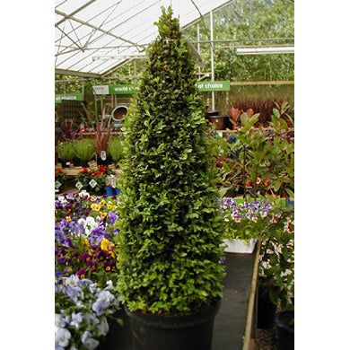 Box Buxus sempervirens Topiary Pyramid 50-60cm