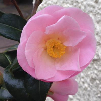 Camellia x williamsii Elegant Beauty