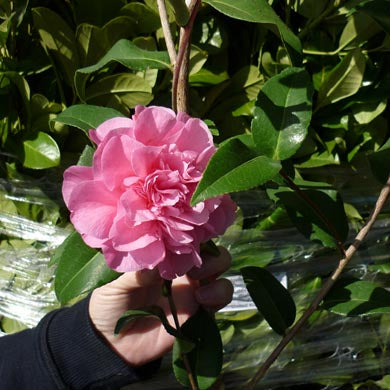 Camellia x williamsii Debbie