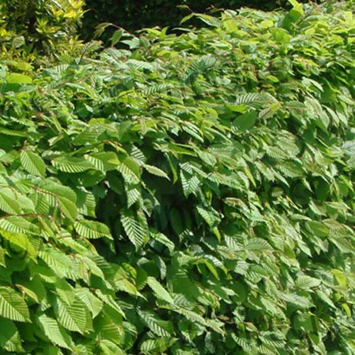 Bareroot Boundary Hedging Mix 15 metres