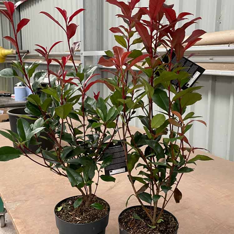 Photinia x fraseri Carre Rouge Shrub Pot Grown