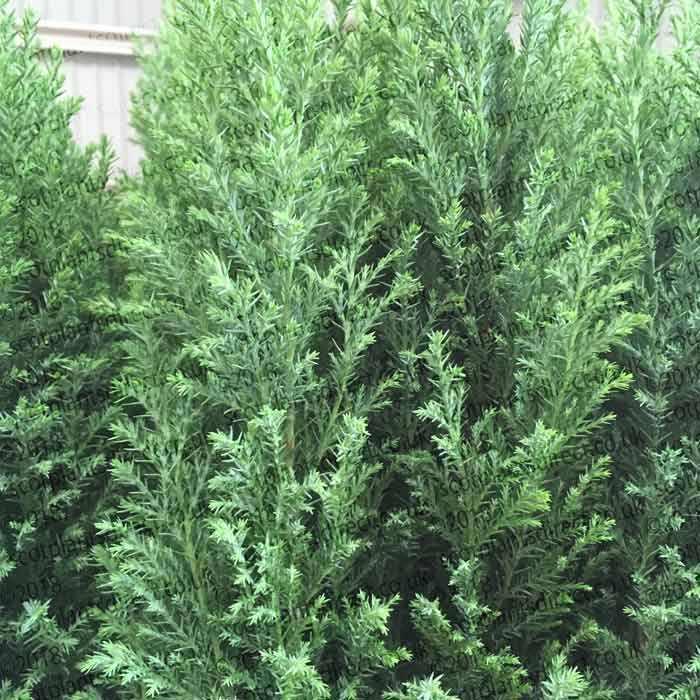 Conifer Chamaecyparis lawsoniana Ellwoodii Dwarf