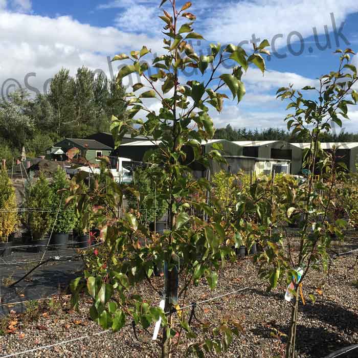 Pyrus calleryana Chanticleer Bareroot Tree 150-165cm