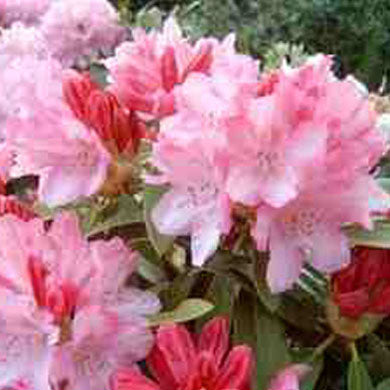 Rhododendron yak x Pink Cherub Low Growing
