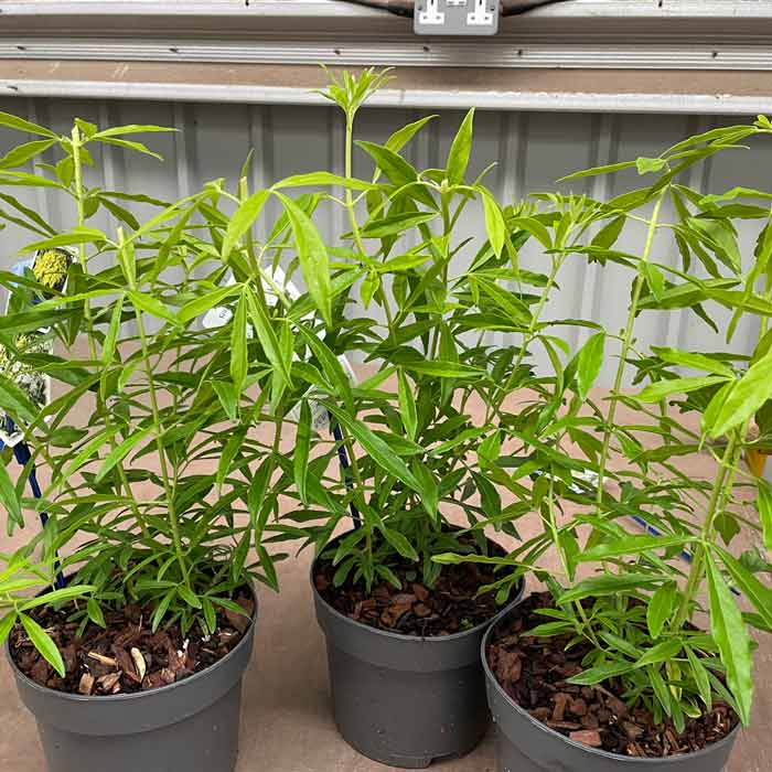 Choiysa Goldfingers Mexican Orange Blossom Pot Grown