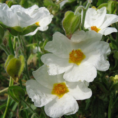 Cistus Corbarensis Rock Rose