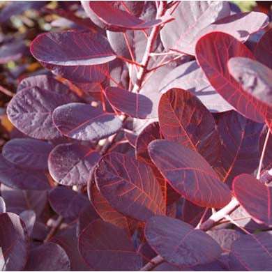 Cotinus coggyria Smoke Bush Tree Royal Purple