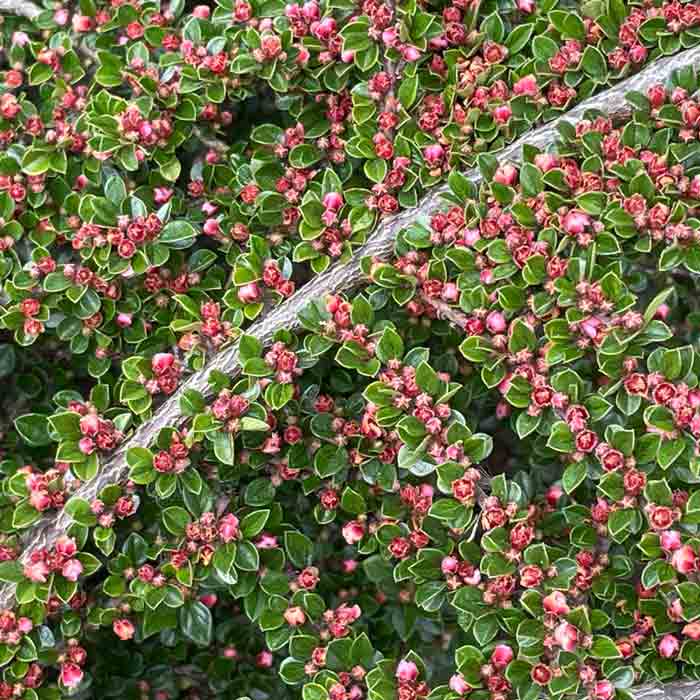 3 Litre Pot Grown Cotoneaster Horizontalis Hedging
