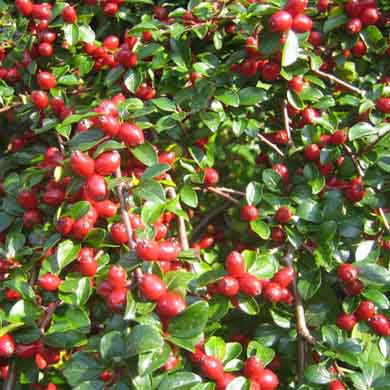 Cotoneaster Coral Beauty Pot Grown Hedging