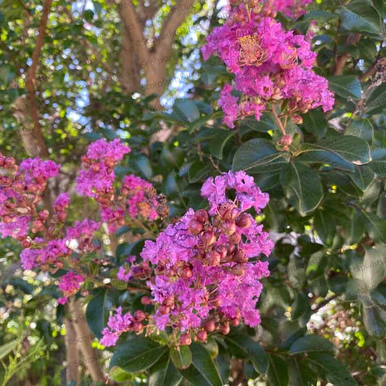 Crepe Myrtle Tree Lagerstroemia indicia ‘Rhapsody in Pink’