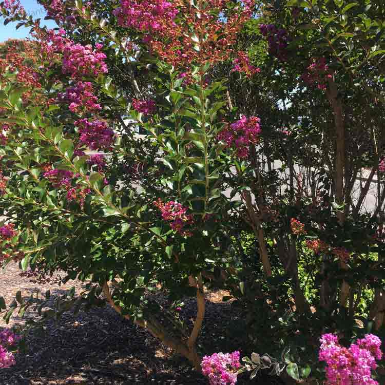 Crepe Myrtle Tree Lagerstroemia indicia ‘Rhapsody in Pink’