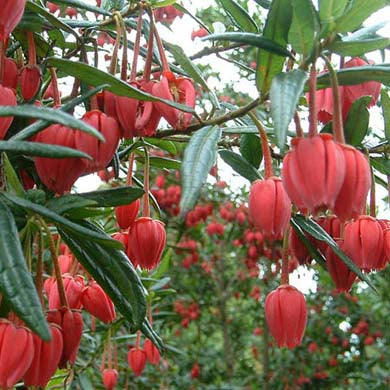 Crinodendron hookerianum Chili Lantern Tree