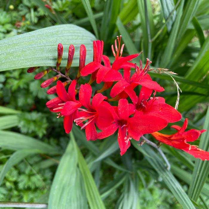 Crocosmia Lucifer Pot Grown