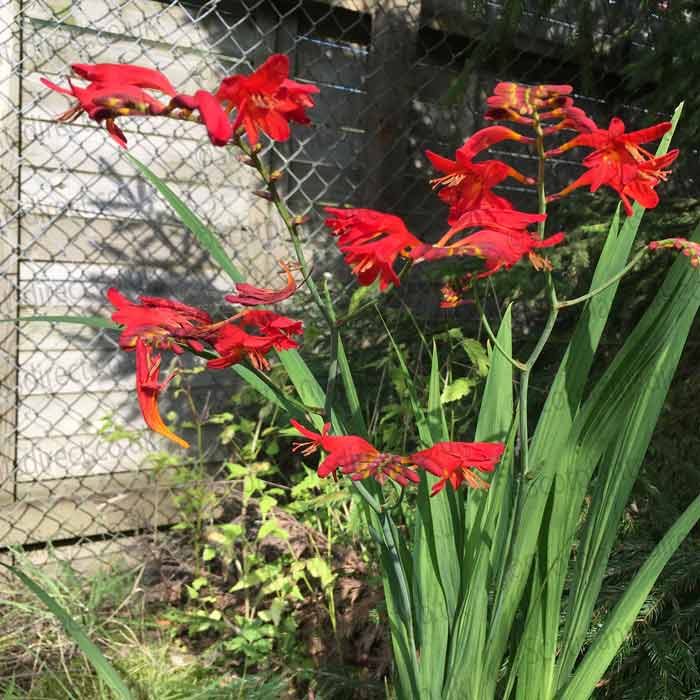 Crocosmia Lucifer Pot Grown
