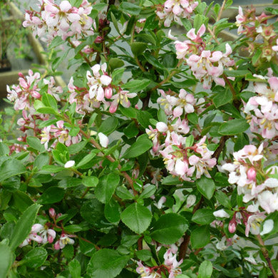 Pot Grown Escallonia Donard Seedling Hedge