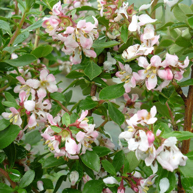Pot Grown Escallonia Donard Seedling Hedge