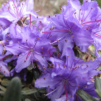 Rhododendron Dwarf Impeditum Evergreen