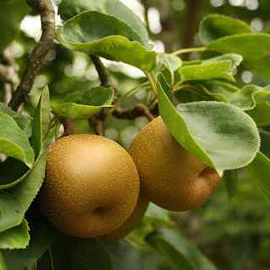 Apple Egremont Russet Tree Self Fertile Dessert Apples