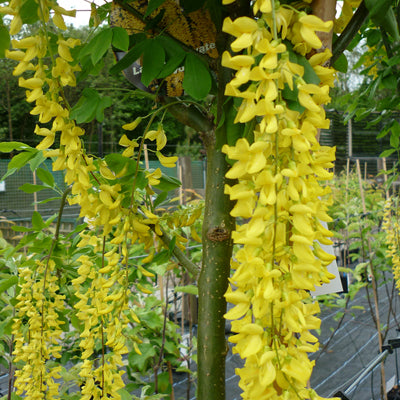 Laburnum Vossi Golden Rain Bareroot Tree 5-6ft