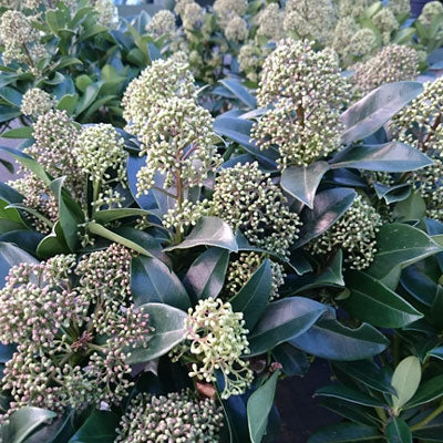Skimmia japonica Fragans Fragrant Cloud