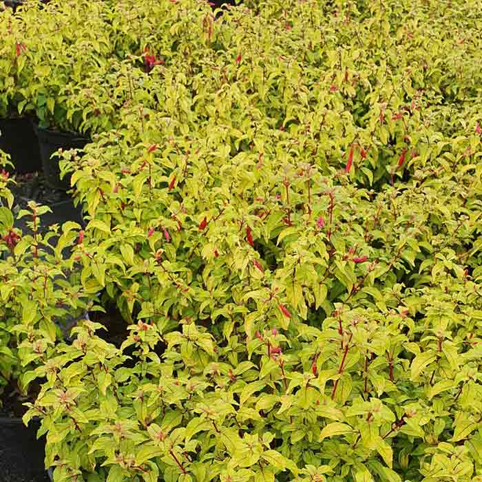 Fuchsia Geni Pot Grown