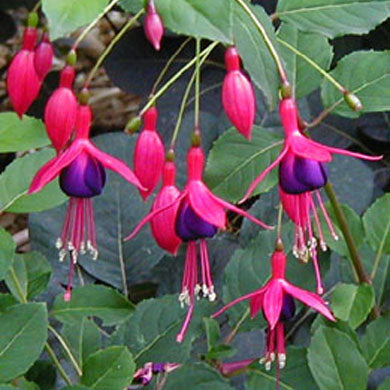 Fuchsia Hardy Mrs Popple