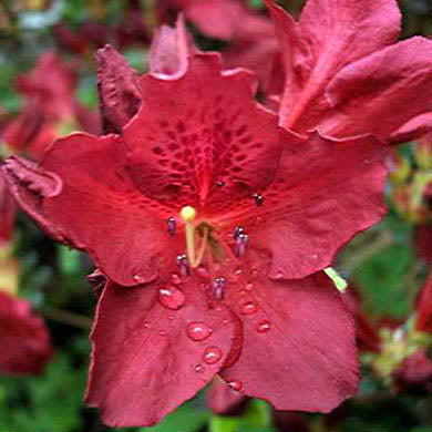 Azalea Galathea Evergreen