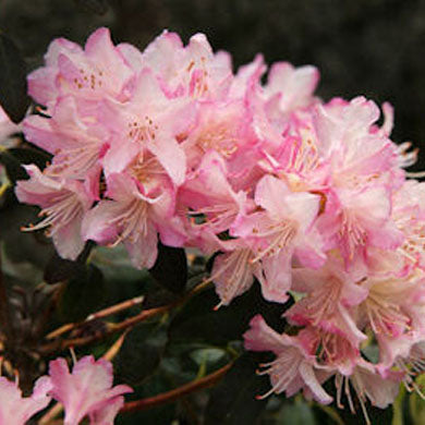 Rhododendron Dwarf Ginny Gee Evergreen