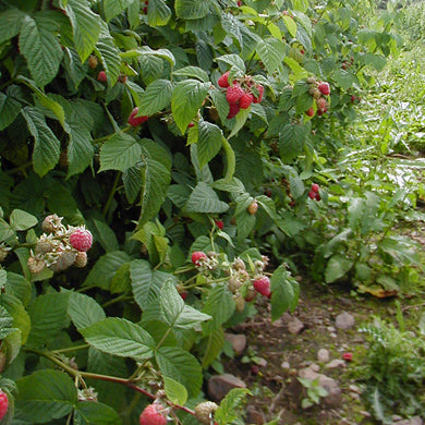 Raspberry 40 Canes Bareroot - Scottish Field Grown