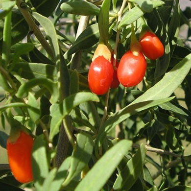 Pot Grown Goji Berry