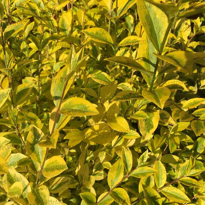 Pot Grown Golden Ligustrum Ovalifolium Aureum Privet Hedge