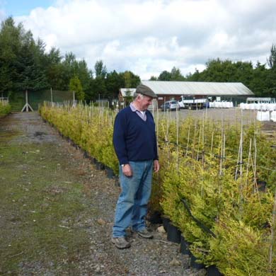 60-90cm Pot Grown Golden Leylandii (Cupressocyparis leylandii 'Castlewellan')