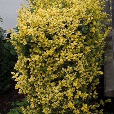 Ligustrum Oval Aureum - (Golden Privet) - 20-30 - Pot Grown