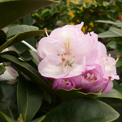 Rhododendron Gomer Waterer - Hardy Hybrid