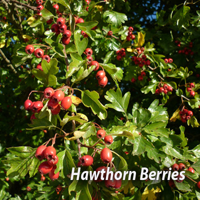 Bareroot Boundary Hedging Mix 15 metres