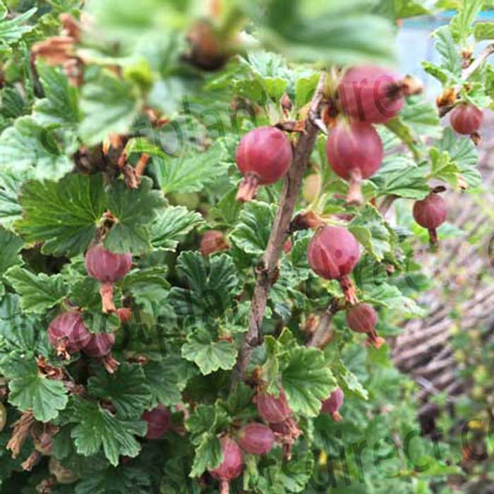 Bareroot  Gooseberry Bush Hinnomaki Red 40-60cm
