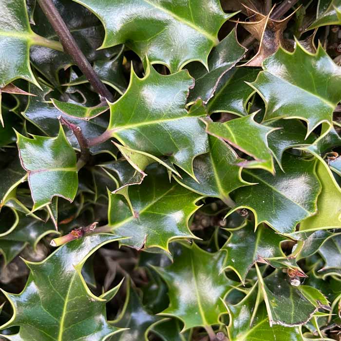Bare Root Common Holly Hedge - Ilex Aquifolium