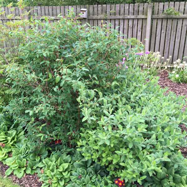 Honeyberry Plant Lonicera caerulea Singolaska and Wojtek