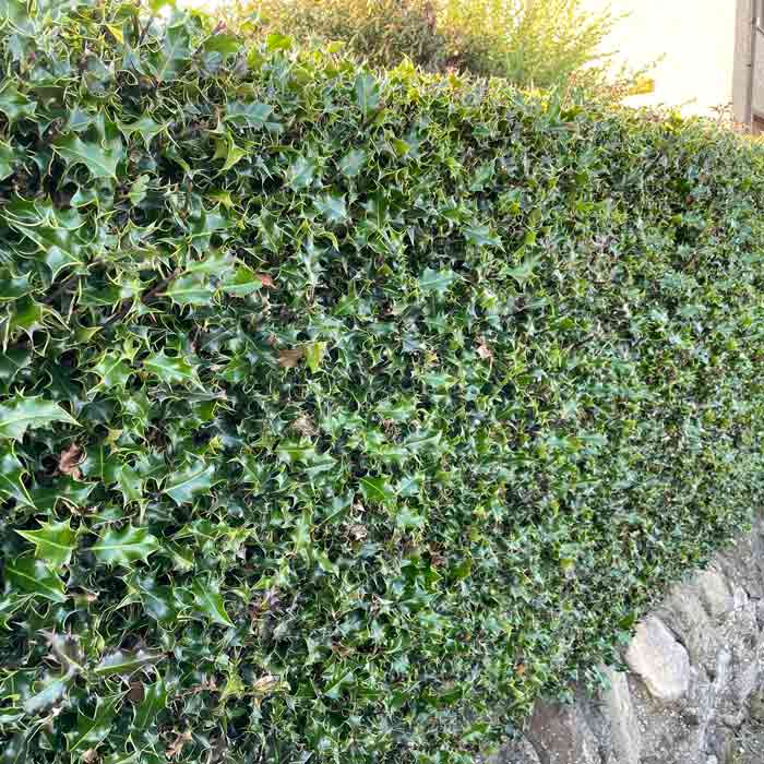 Bare Root Common Holly Hedge - Ilex Aquifolium