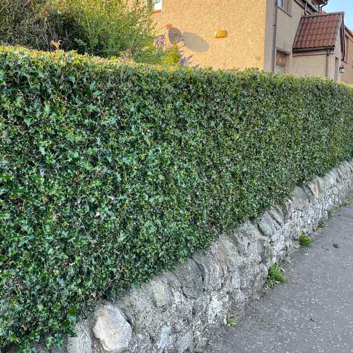 Bare Root Common Holly Hedge - Ilex Aquifolium