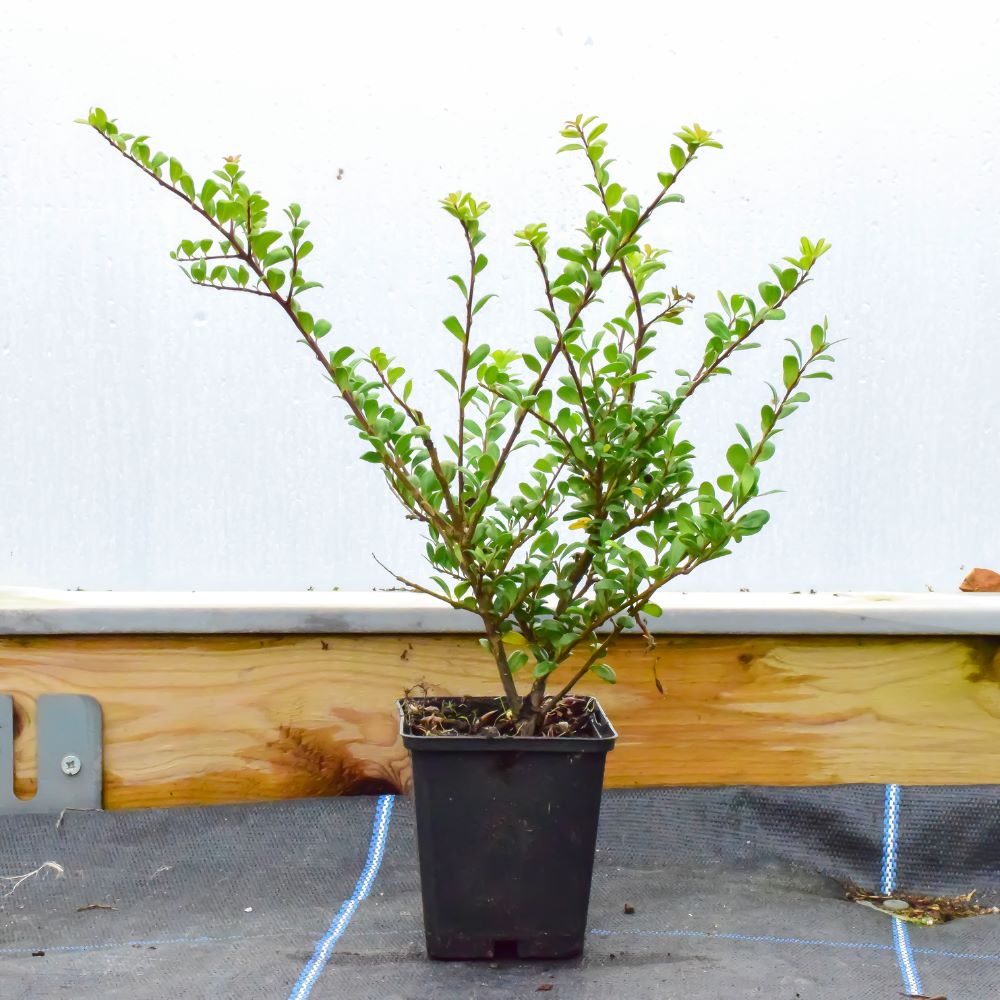 Japanese Holly 15/20cm P9 Pot Grown (Ilex Crenata)