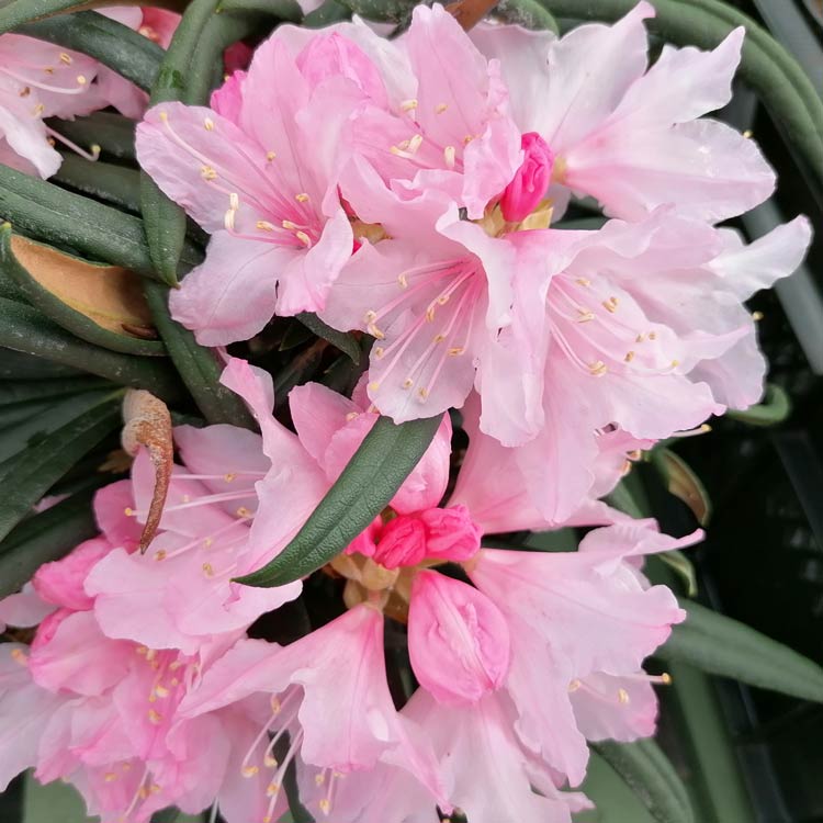 Azalea Izumi no mai Evergreen Rhododendron