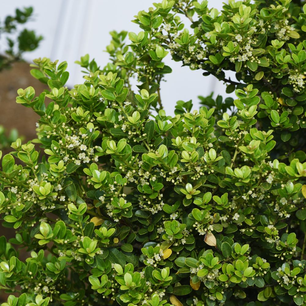 Japanese Holly 60/90cm 5L Pot Grown (Ilex Crenata)