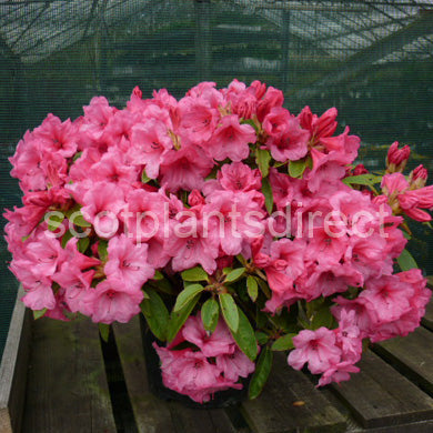 Rhododendron Kimbeth Low Growing Hybrid