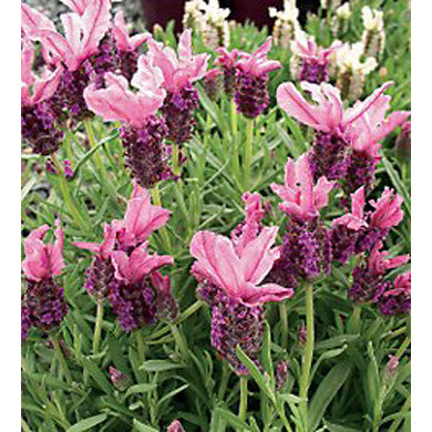 Lavender stoechas Strawberry Ruffles Pink